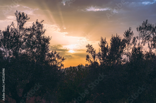 Beautiful sunset in a field of olive trees, with the sun's rays passing through the clouds.