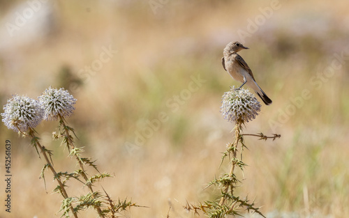different shots of Northern Wheatear bird at noon on a hot day ( Oenanthe oenanthe )