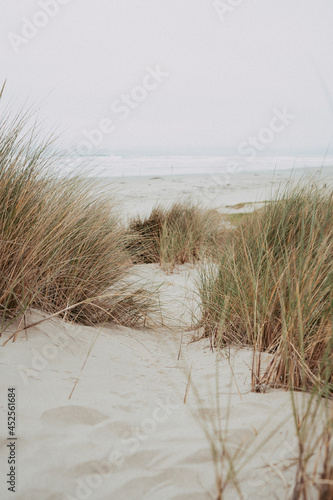 Fototapeta Naklejka Na Ścianę i Meble -  Morro Bay dunes, California