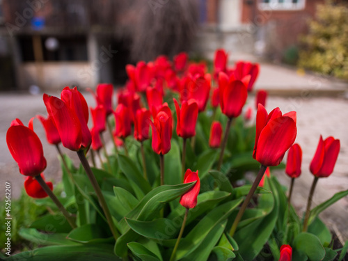 Line of Blooming Red Spring Tulips