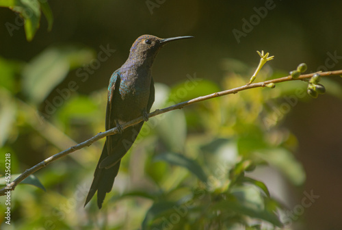 Hummingbird, Swallow-tailed hummingbird, Eupetomena macroura photo