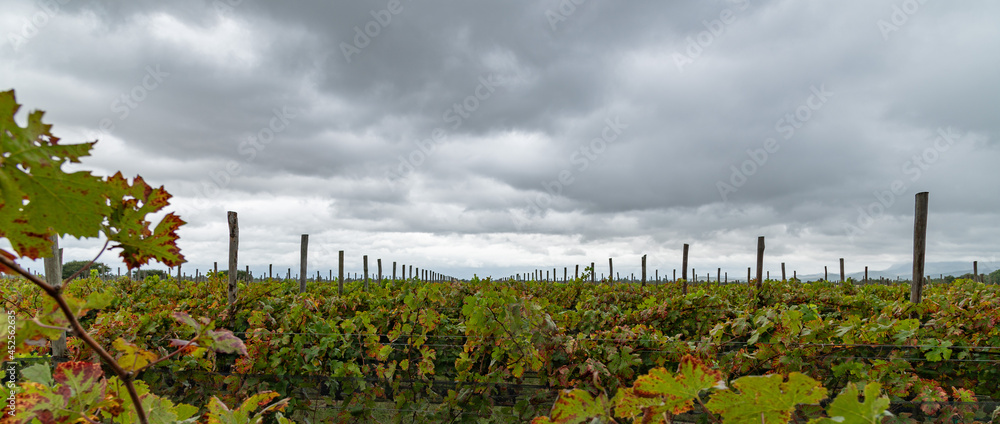 Viñedo cielo nublado Viñedo cielo nublado