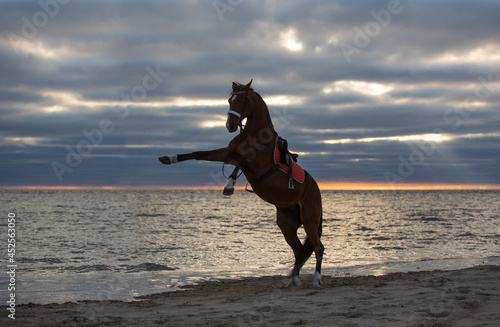 Beautiful horse on the seashore