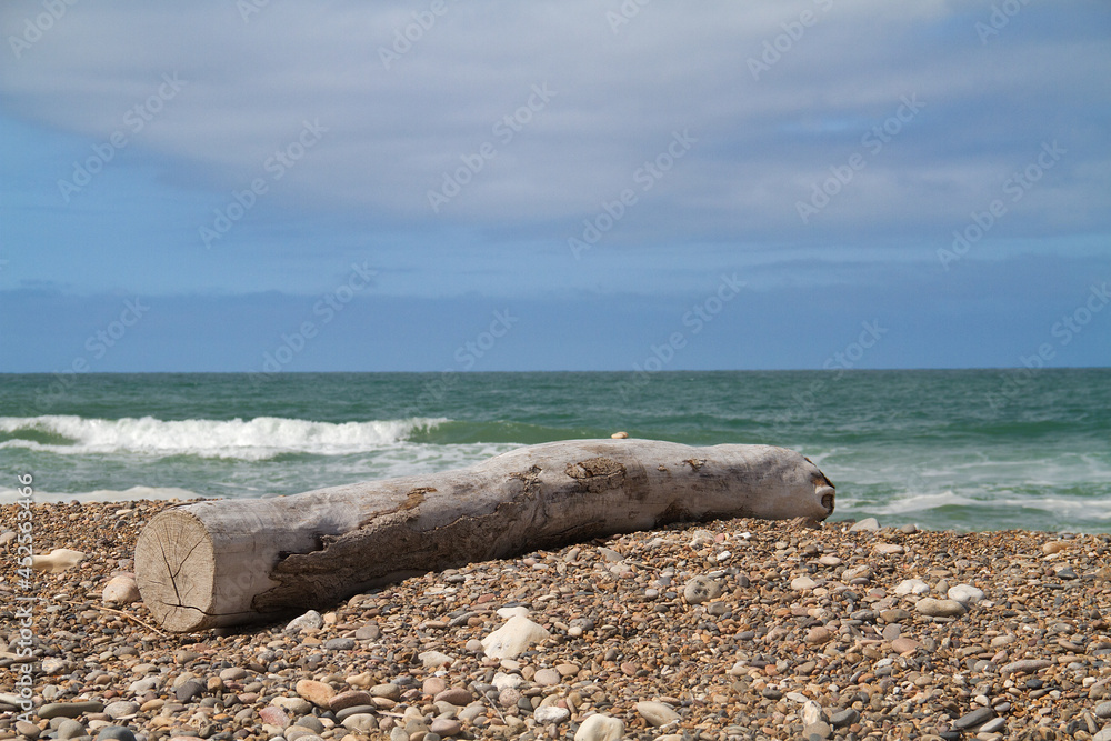 Tree trunk, bleached by sun and salt water, washed up on a pebblebeach with seascape under blue  sky with clouds