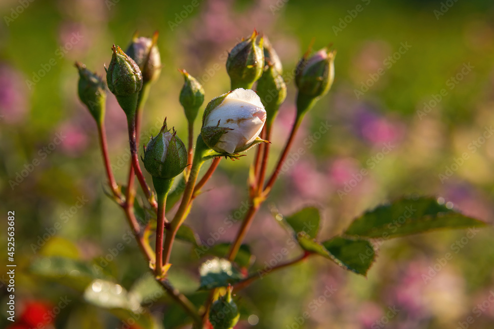 Close-up of tender unblown pink rose buds in the morning sun