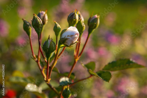 Close-up of tender unblown pink rose buds in the morning sun
