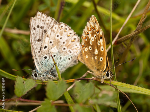 Wallpaper Mural Chalkhill Blue Butterflies Mating Torontodigital.ca