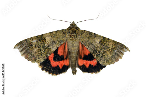The red underwing (Catocala nupta) is a moth of the family Erebidae photo