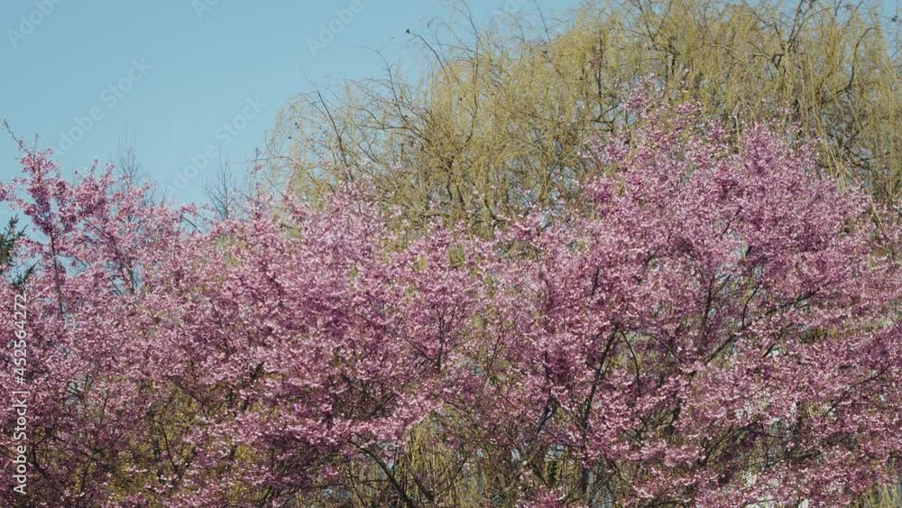 Pink Sakura (Japanese Cherry Blossom) Trees against in city park Pink Sakura (Japanese Cherry Blossom) Trees against in city park