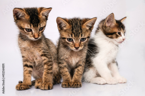 Tres gatos pequeños