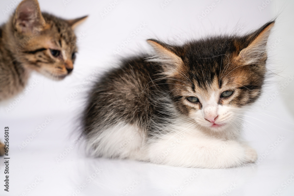Pequeños gatos mestizos Pequeños gatos mestizos
