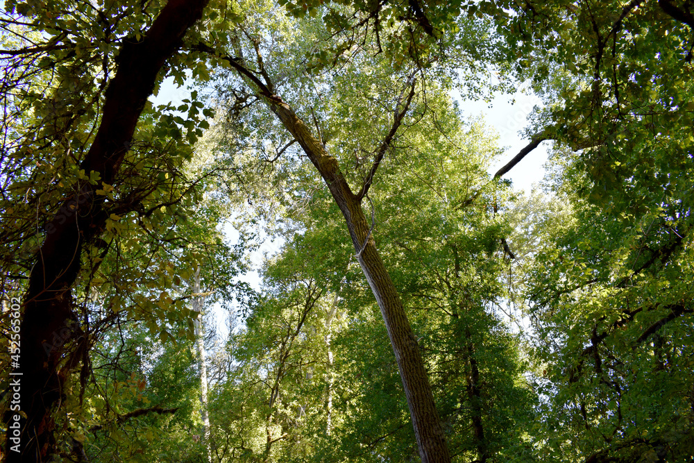 Φωτογραφία Zayante and Meadow Trail in Henry Cowell Redwoods State Park in Santa Cruz County, CA
