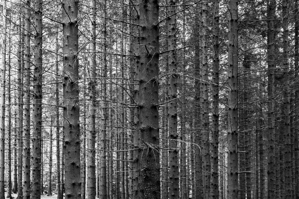 Obraz premium Straight spruce tree trunks in a monochrome image.