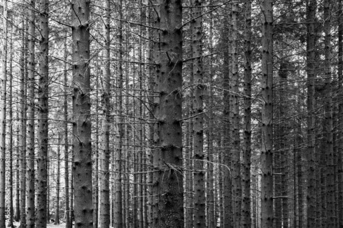 Straight spruce tree trunks in a monochrome image.