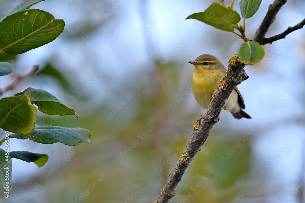 Fototapeta premium Fitis // Willow Warbler (Phylloscopus trochilus)