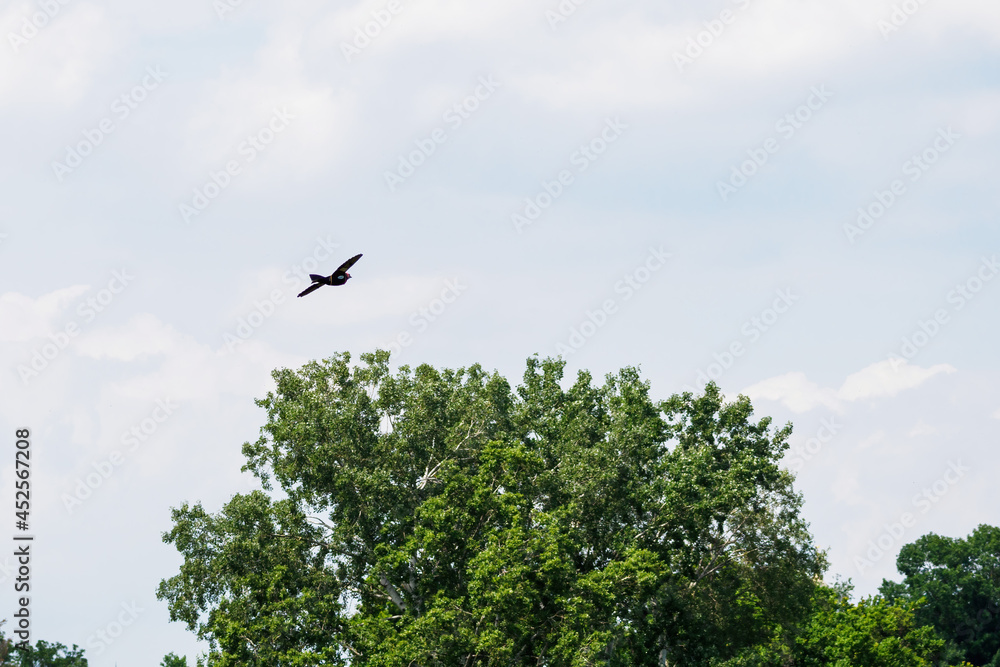 A flying model of a crow - bait for predators. A flying model of a crow - bait for predators.