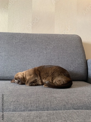 Burmese cat