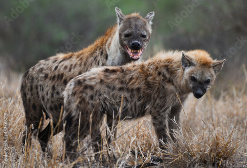 Canvas-taulu A mother spotted hyena and its young at dawn on the woodlands of central Kruger