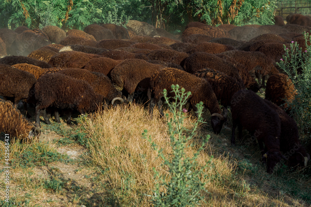 a herd of grazing sheep in close-up.overgrown with wool sheep.Background image a herd of grazing sheep in close-up.overgrown with wool sheep.Background image