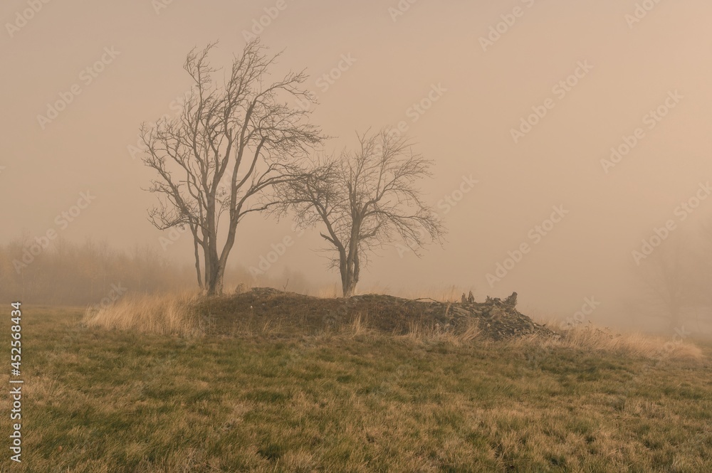Obraz premium Trees in the autumn fog.
