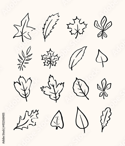 Autumn set of different leaves. Hand drawn linear illustration. Vector.