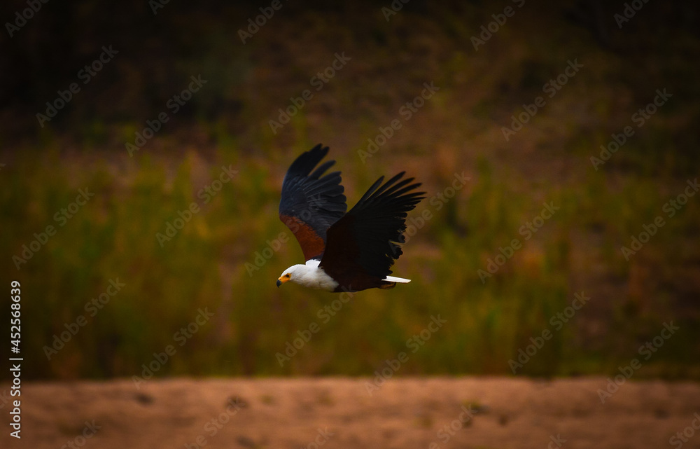 Obraz premium An African fish eagle (Haliaeetus vocifer) flying above the Sabie river at dawn, southern Kruger National Park, South Africa