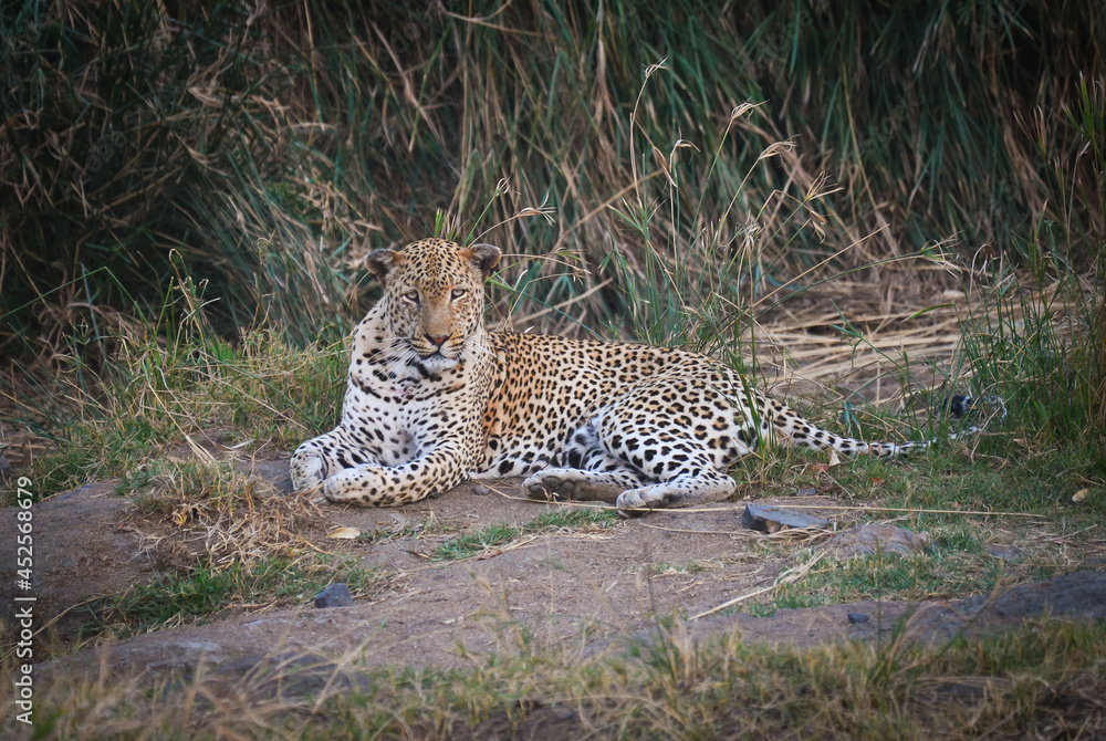 Obraz premium An african leopard (Panthera pardus pardus) resting on the river bank of the N'wanetsi river at dusk, central Kruger National Park, South Africa 