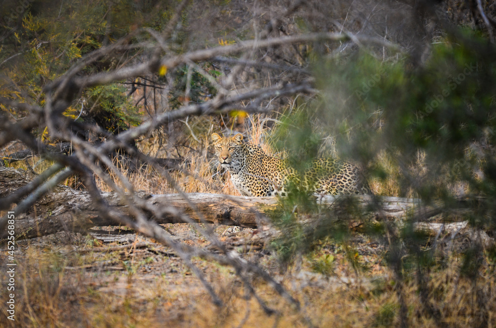 An African leopard (Panthera pardus pardus) disguised on the bush while stalking a prey on the woodlands of the Greater Kruger area, South Africa.	