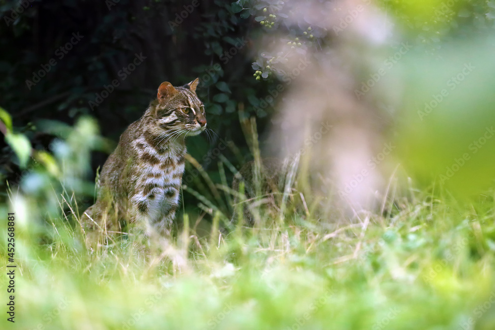 Fototapeta premium The leopard cat (Prionailurus bengalensis), in this case the northernmost living (Prionailurus bengalensis euptilurus), portrait of an adult cat with a green background.