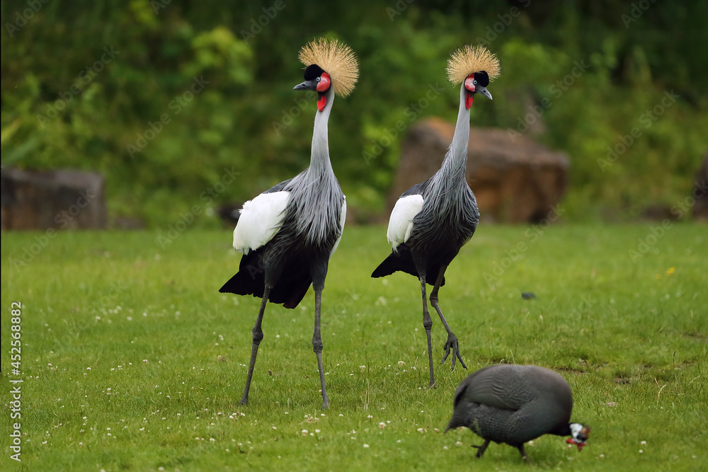 Obraz premium The gray crowned crane (Balearica regulorum), a pair of cranes in a zoo. Large African cranes on a green field.