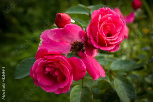 Pink roses in raindrops on the background of the greenery of the garden.