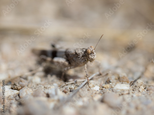 Grasshopper in its natural environment. © Eduardo Estellez