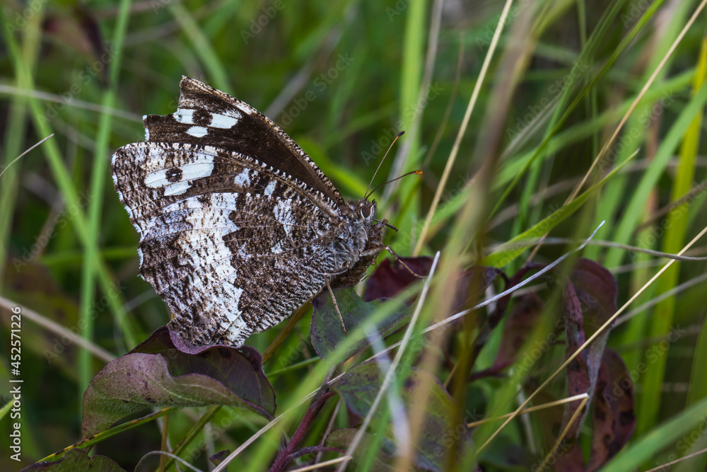 Gray bended grayling (Brintesia circe)