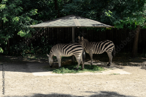 Two zebras are hiding from the sun