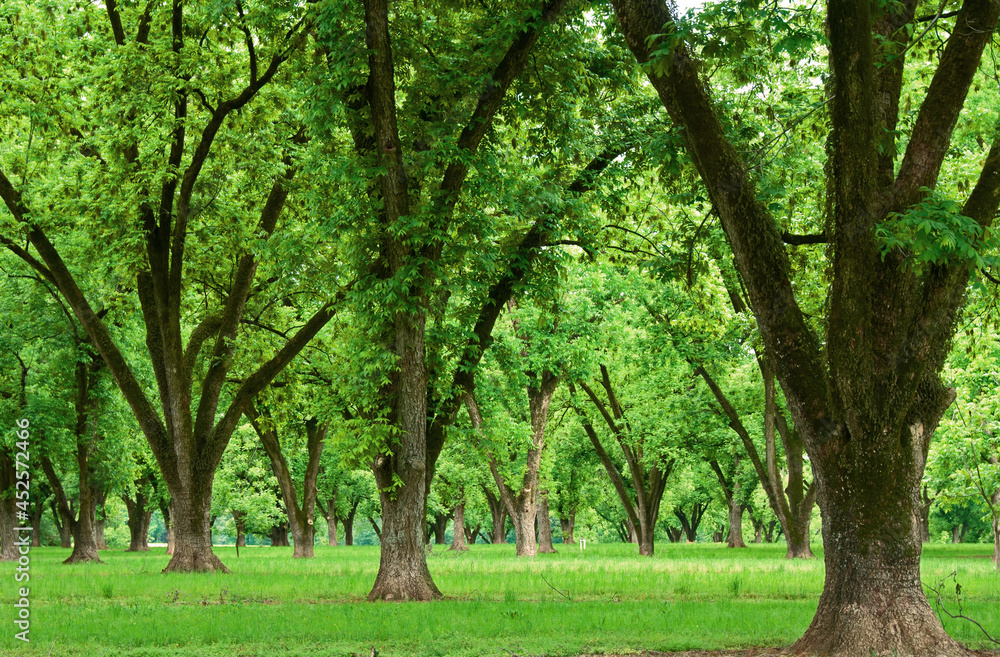 Pecan Grove StockFoto Adobe Stock