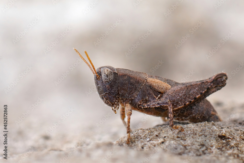Closeup on the Common maquis grasshopper, Pezotettix giornae in the Gard, France Closeup on the Common maquis grasshopper, Pezotettix giornae in the Gard, France