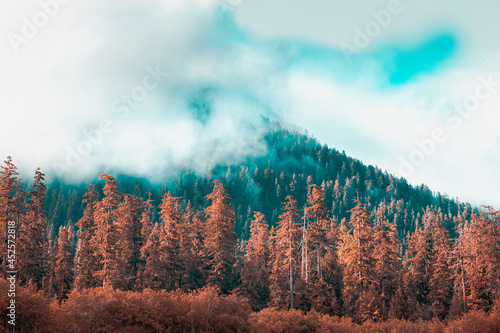 Trees besides the Hoh river in the Olympic National Park with clouds on the tree tops