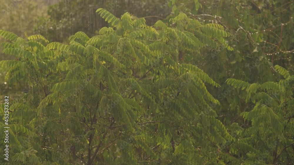 A downpour in the sunlight. It's raining and the sun is shining, turning the branches of the trees golden. A downpour in the sunlight. It's raining and the sun is shining, turning the branches of the trees golden.