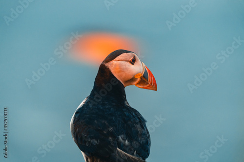 Atlantic puffin also know as common puffin is a species of seabird in the auk family. Iceland, Norway, Faroe Islands, Newfoundland and Labrador in Canada are known to be large colony of this puffin. © Marek