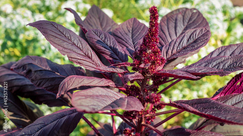 Dark red inflorescence and leaves of amaranthus cruentus in the garden. photo