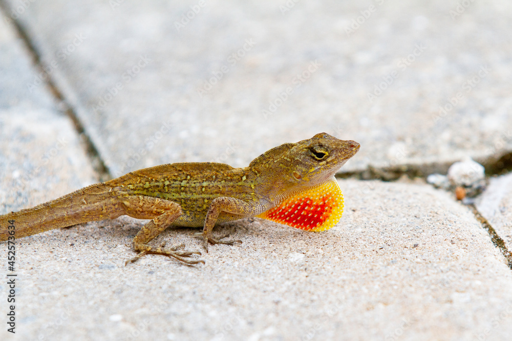 Small Lizard on Cement Displaying Red and Yellow Dewlap Small Lizard on Cement Displaying Red and Yellow Dewlap