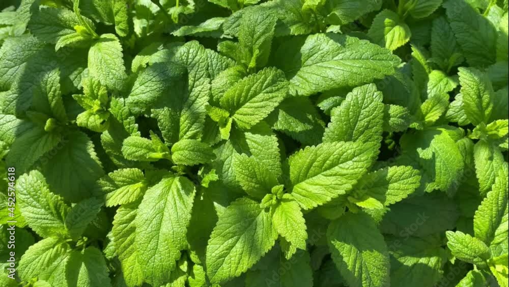 Growing fresh mint in the sun Growing fresh mint in the sun