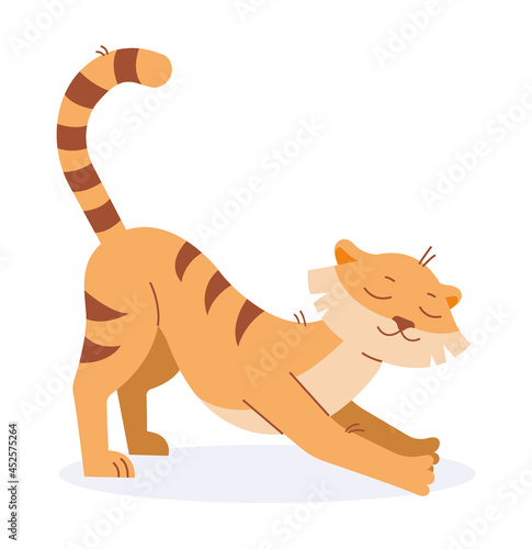The tiger stretches while standing on four legs. Vector image.