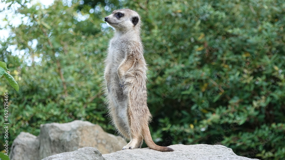 Fototapeta premium Meerkat guard on a rock