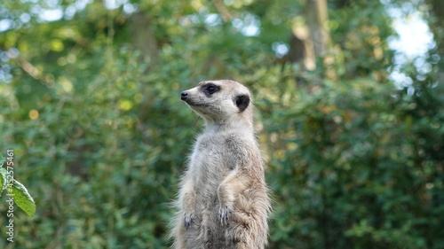 Detail of the face of meerkat © Jiri