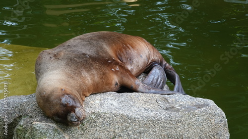 Eared seal resting with closed eyes on the stone