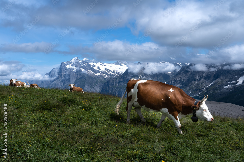 une vache marron et blanche à l'écart de son troupeau dans les montagnes suisses