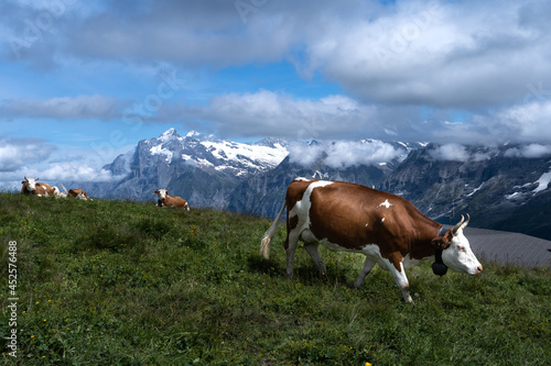 une vache marron et blanche à l'écart de son troupeau dans les montagnes suisses © Olivier Tabary