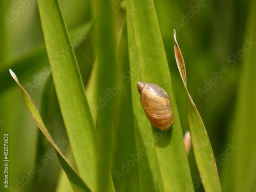 Amber snail (Succinea putris) - small land snail on reed, Poland photo