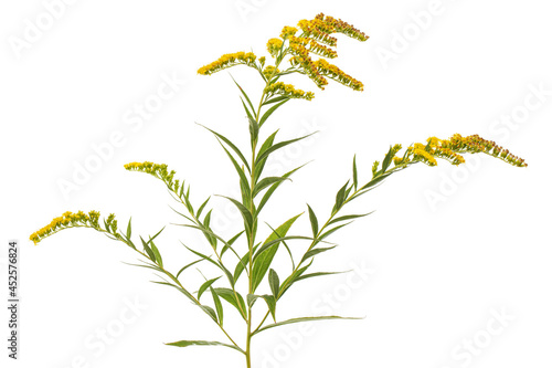 Yellow flowers of goldenrod, lat. Solidago, isolated on white background